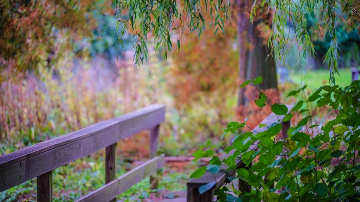Wooden bridge in a park with autumn foliage