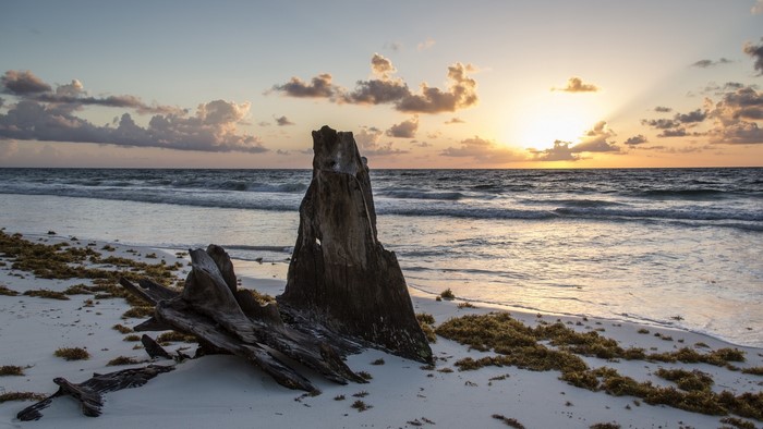 Driftwood on a beach at sunrise