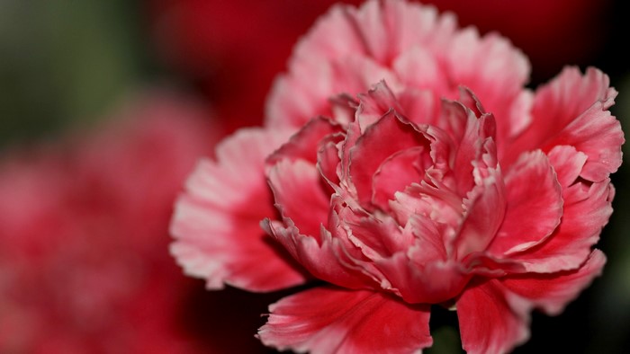 4K Carnation Flower