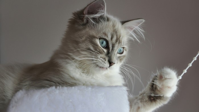 A fluffy cat with blue eyes plays with a beaded string