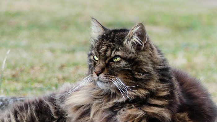 Fluffy brown cat with green eyes