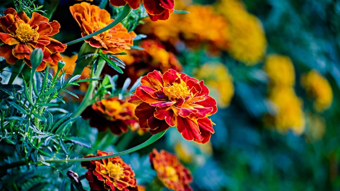 Close-up of Marigold flowers with red and orange petals