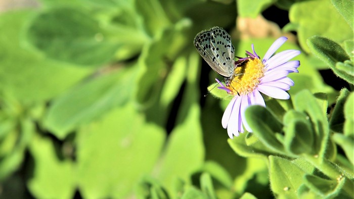 Butterfly on a purple flower