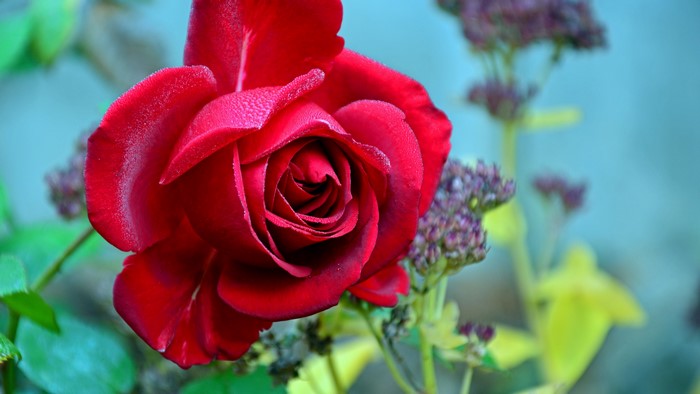 4K Red Rose Flower