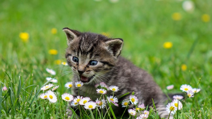 4K Kitty in Daisies
