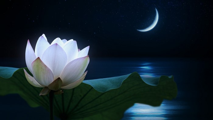 Lotus flower under a crescent moon