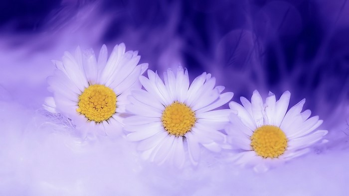 Three white daisies with yellow centers on a purple background