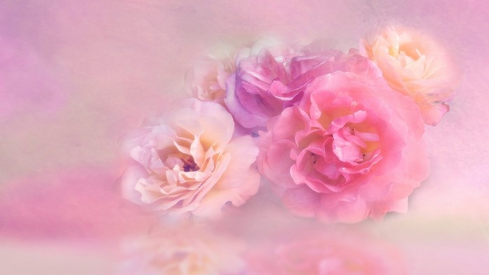 Soft focus pink and peach roses