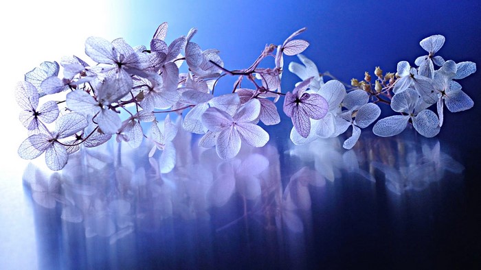 Dried Hydrangea Flowers on Blue Background