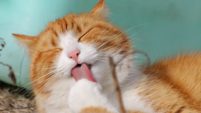Orange and white cat grooming its paw