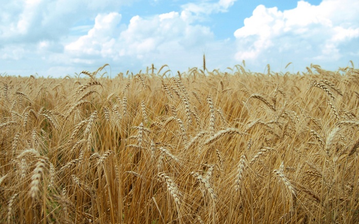 Field of golden wheat under a cloudy sky