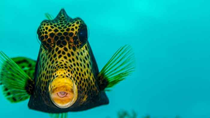 Boxfish with yellow spots underwater