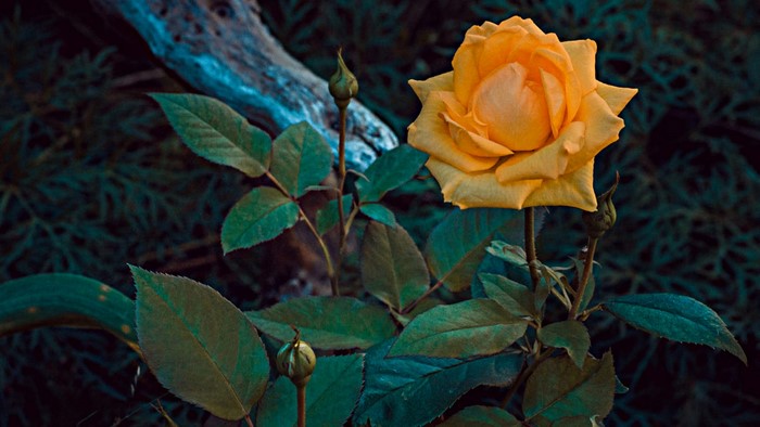 Yellow rose with buds and leaves