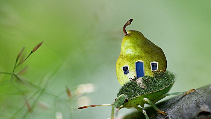 A pear house on a bug
