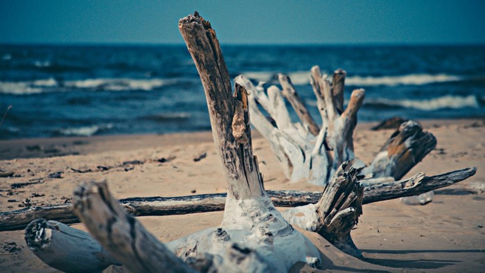 Driftwood on a Sandy Beach with Ocean Waves