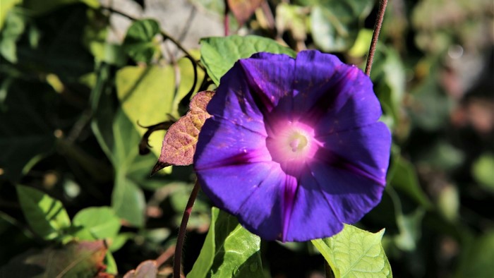 Purple Morning Glory Flower