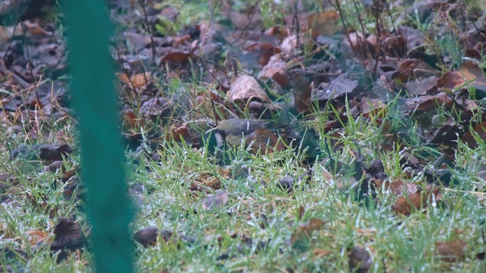 Titmouse bird on frosted grass