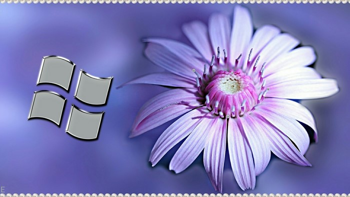 Windows Logo with Purple Flower