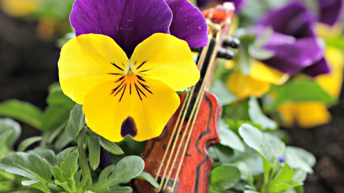 Yellow and purple pansies with a miniature violin