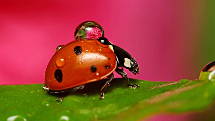 Ladybug on a green leaf with water droplets