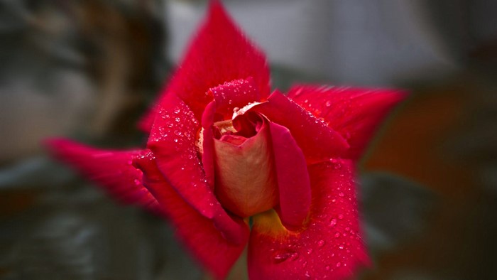 Red rose with water droplets
