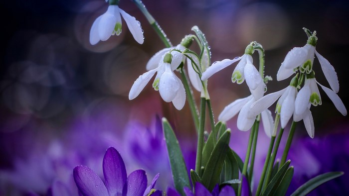 Spring snowdrops with purple crocuses