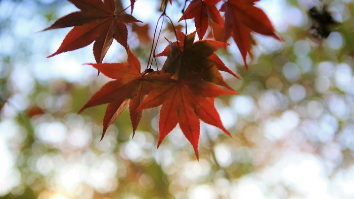 Red Maple Leaves in Autumn