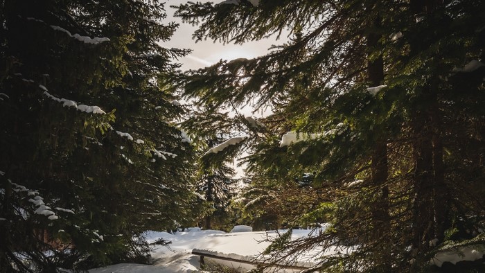 Snowy forest with sunlit trees