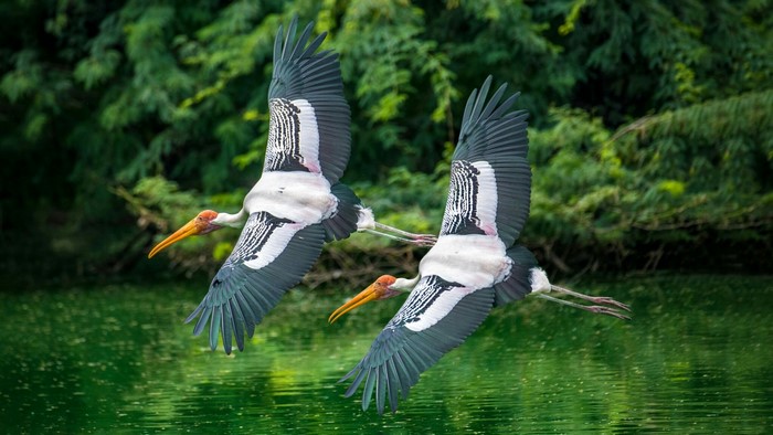 Two painted storks flying over water