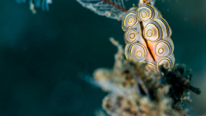 Sea slug with circular patterns on coral