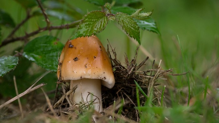 Mushroom with brown cap and white stem in grass