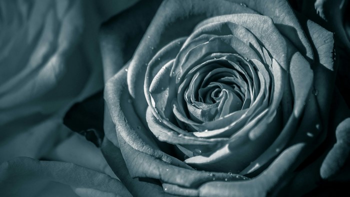 Close-up of a dew-kissed rose
