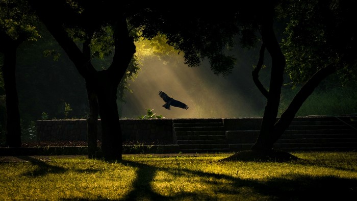Bird flying through sunbeams in a park