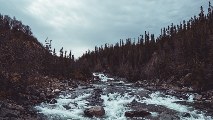River flowing through a forest with rocky banks