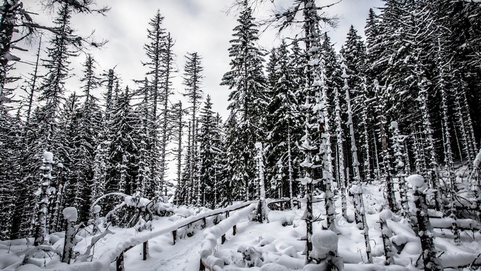 Snowy forest with a path and wooden railing