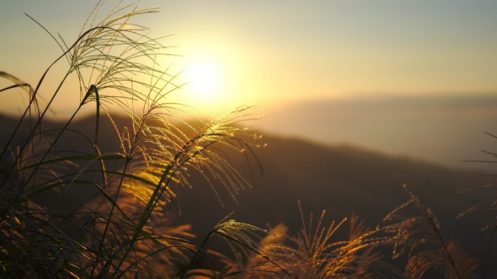 Sunset over mountains with tall grass