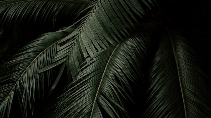Dark Green Palm Leaves