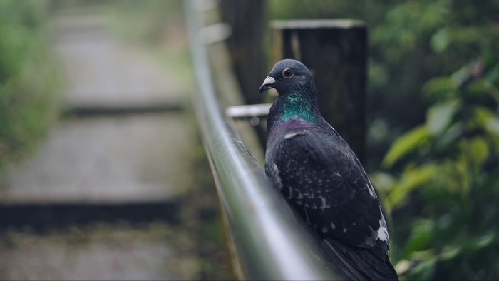 Pigeon on a railing