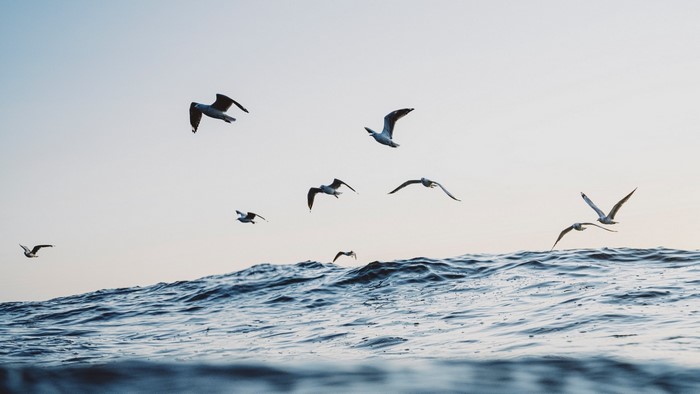 Seagulls flying over ocean waves