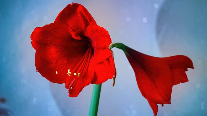 4K Red Amaryllis Flowers
