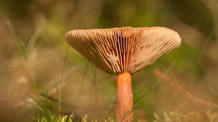 Close-up of a mushroom with orange gills