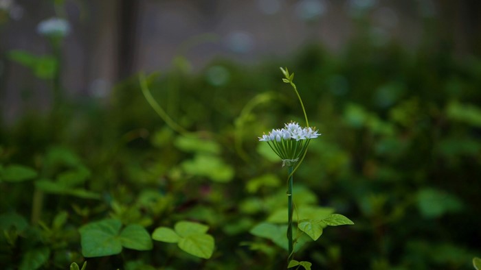 White flower with green leaves and vines