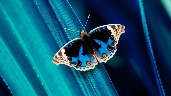 Blue butterfly on a blue leaf