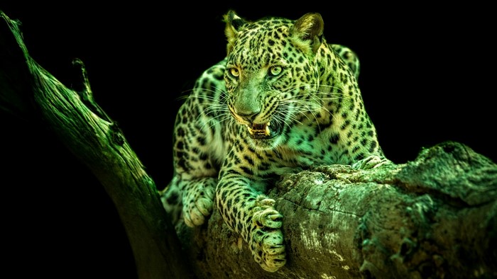 Leopard on a tree branch