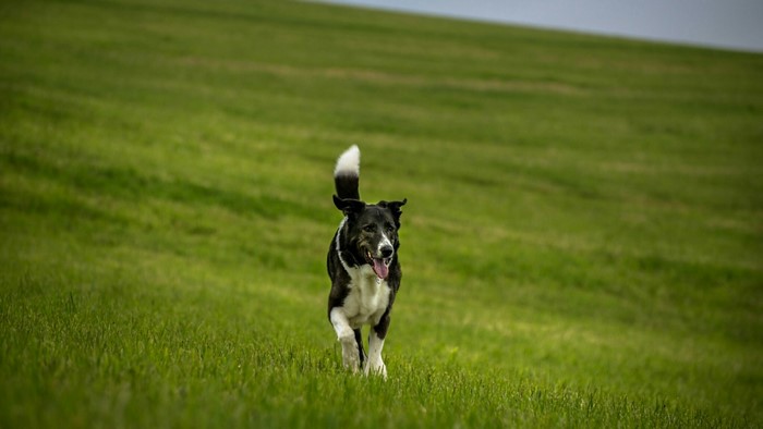Black and white dog running on a grassy hill