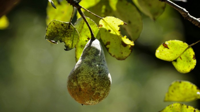 Pear on a branch with leaves