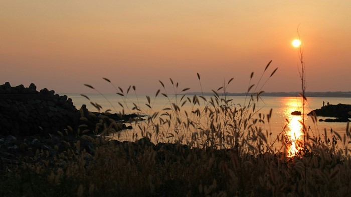 Sunset over the ocean with tall grass in the foreground