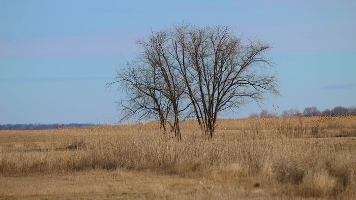 Bare trees in a dry field