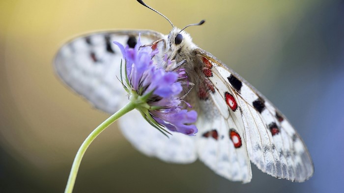 Close-up of a butterfly on a purple flower