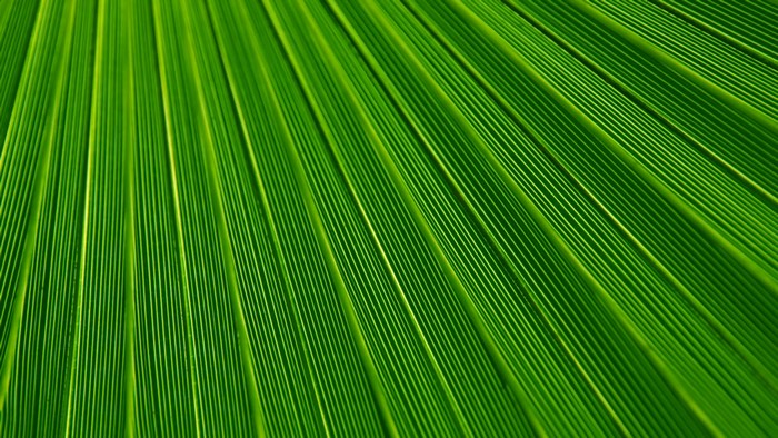 Close-up of a green palm leaf